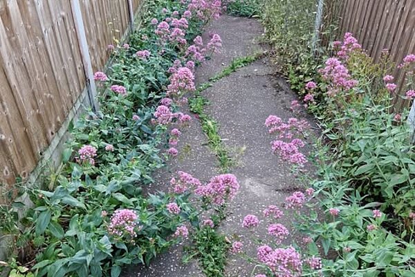 a footpath with overgrown vegetation