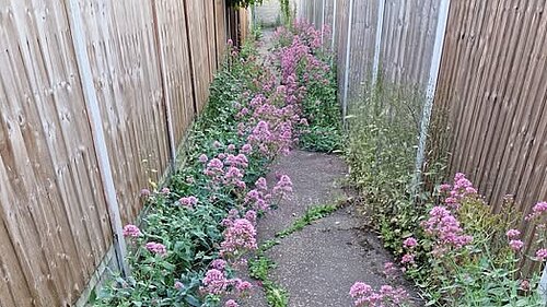 footpath with overgrown vegetation
