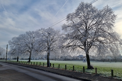 Image of winter trees in Waterhouse Farm