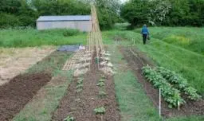 Avon Road allotment