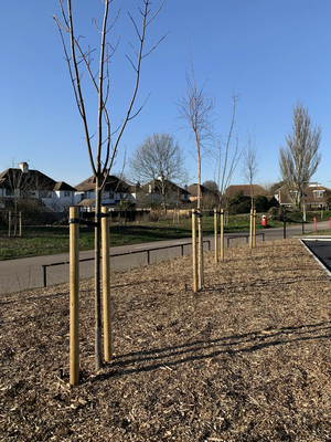 Newly-planted trees 2021